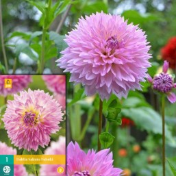1 Dahlia Sakura Fubuki I New