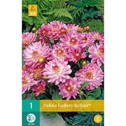 1 Dahlia Gallery Bellini