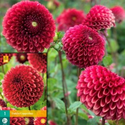 1 Dahlia Copper Boy I New