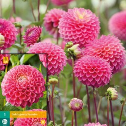 1 Dahlia Jowey Frambo I New