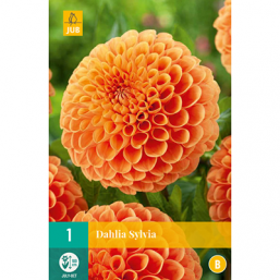 1 Dahlia Sylvia 
