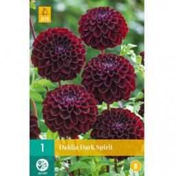1 Dahlia Dark Spirit 