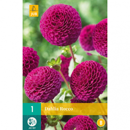 1 Dahlia Rocco
