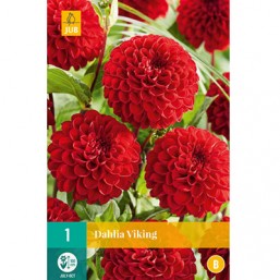 1 Dahlia Viking
