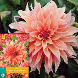 1 Dahlia Belle Of Barmera I N.
