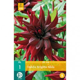 1 Dahlia Brigitta Alida