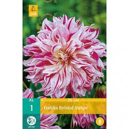 1 Dahlia Bristol Stripe