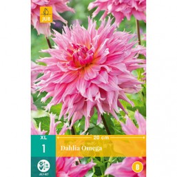 1 Dahlia Omega