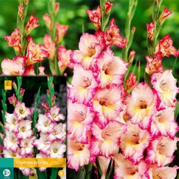 10 Gladiolus Priscilla 12/14