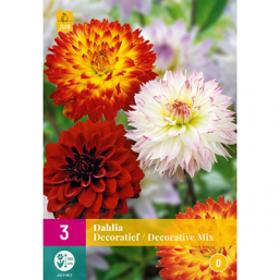 3 Dahlia Decoratif Mix