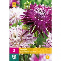 3 Dahlia Favourite Dance