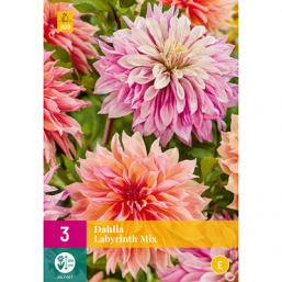 3 Dahlia Labyrinth Mix 