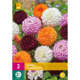 3 Dahlia Pompon Mix
