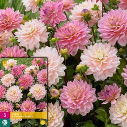 3 Xxl Dahlia Ballerina Of R.