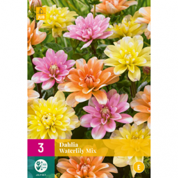 3 Dahlia Water Lily Mix