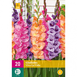 25 Gladiolus Viva La Vida