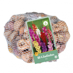 60 Gladiolus Mix