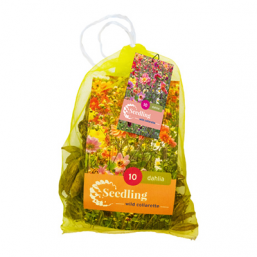 10 Dahlia Seedling Collarette Mix
