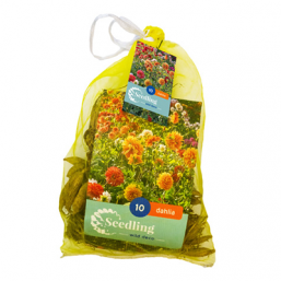 10 Dahlia Seeding Decoratief Mix