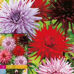 3 Dahlia Favourite Love I
