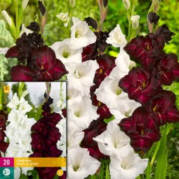 20 Gladiolus Black White