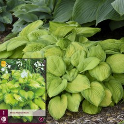 1 Hosta Stained Glass New I