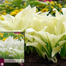1 Hosta White Feather I