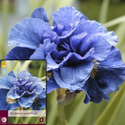 1 Iris Sibirica Concord Crush I