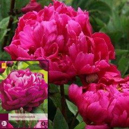 1 Paeonia Karl Rosenfield 2/3