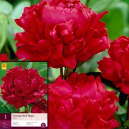 1 Paeonia Red Magic 2/3