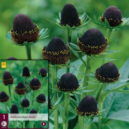 1 Rudbeckia Black Beauty