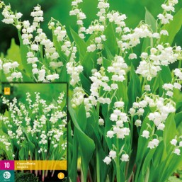 10 Convallaria Majalis Plg.