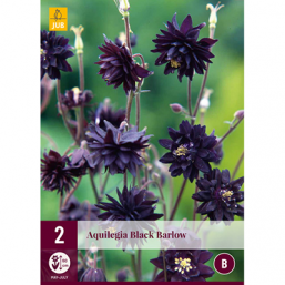 2 Aquilegia Black Barlow