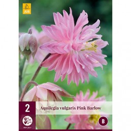 2 Aquilegia Pink Barlow