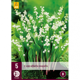 5 Convallaria Majalis 