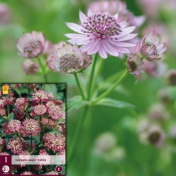 1 Astrantia Major Rubra I New