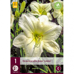 1 Hemerocallis Joan Senior