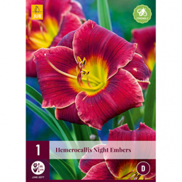 1 Hemerocallis Night Ambers