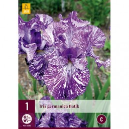 1 Iris Germanica Batik