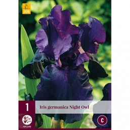 1 Iris Germanica Night Owl