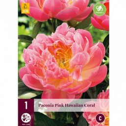 1 Paeonia Pink Hawai Coral