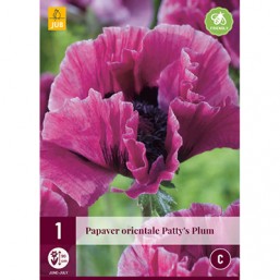 1 Papaver Patty'S Plum