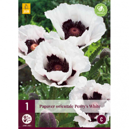 1 Papaver Perry'S White
