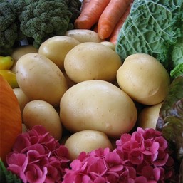 Variété Agata