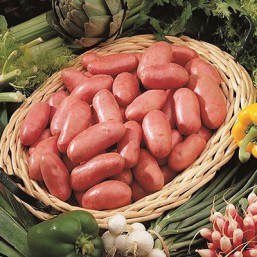 Variété Chérie