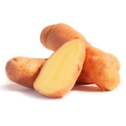 Variété Corne de Gatte