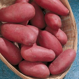 Variété Désirée