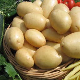 Variété Nicola