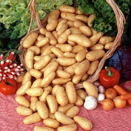Variété Pompadour