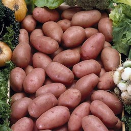 Variété Rosabelle